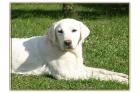Schneeweiße Labrador Hündin