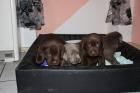 Labrador - Welpen silver blonde und braun