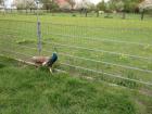 Einjähriger blauer Pfauenhahn zu verkaufen