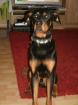 Verspielter pupertierender Rottweiler-Dobermann-Mix sucht Erzieher