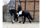 Liebe brave friese wallach geritten und gefahren